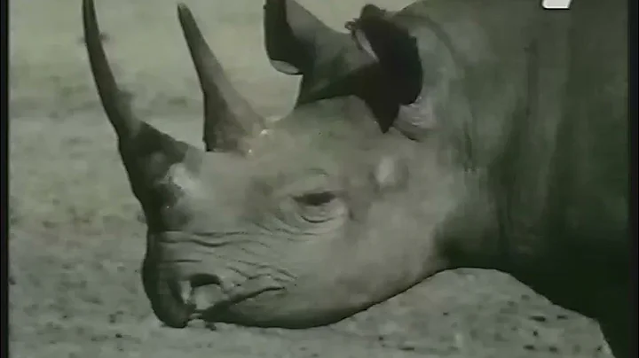 Dwójka - Fragment "Klubu Pana Rysia" (26.12.1996)