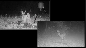 Tips for licking branches/mock scrapes dirt road hunting #hunting #deerhunting