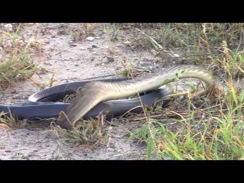 Video: Ular Berbisa Terpanjang Di Australia Adalah King Cobra 13 Kaki Bernama Raja