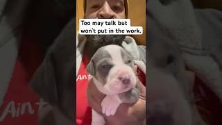 The reason the American Bully breed will survive
