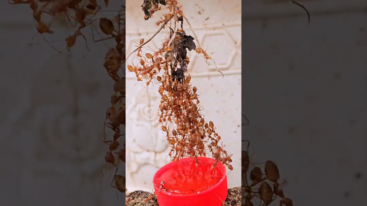 "Army Ants Build a Living Bridge to Drink Sweet Nectar"