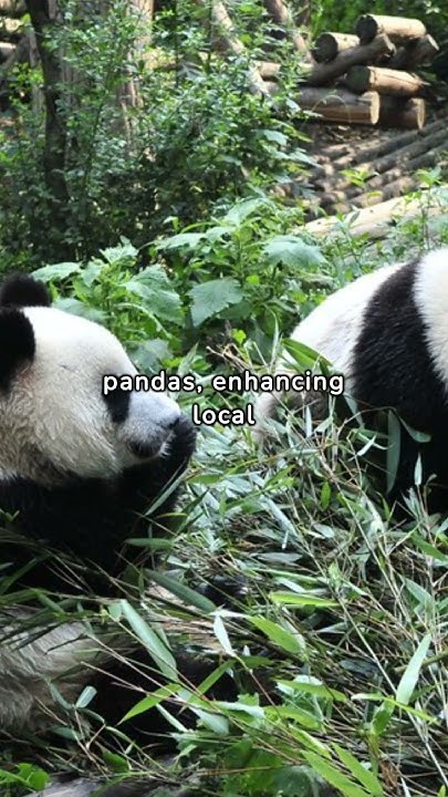 San Francisco Zoo to receive pandas from China. #Pandas #China #