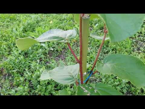 Видео: Удобрение для лозы киви - Узнайте об удобрении растений киви