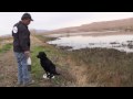 Retriever Training - training water marks by yourself