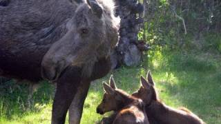 Twin Baby Moose in Sprinkler  more footage, no music