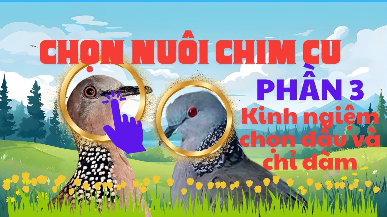 cách nhìn đầu và chỉ dàm chim cu gáy