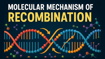 Moleculair recombinatiemechanisme uitgelegd | CSIR NET & Life Science Examens