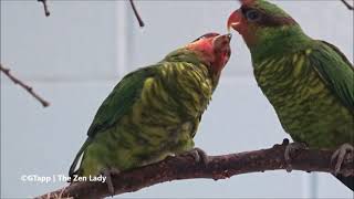 Mt Apo Lorikeet Feeding a Fledgling