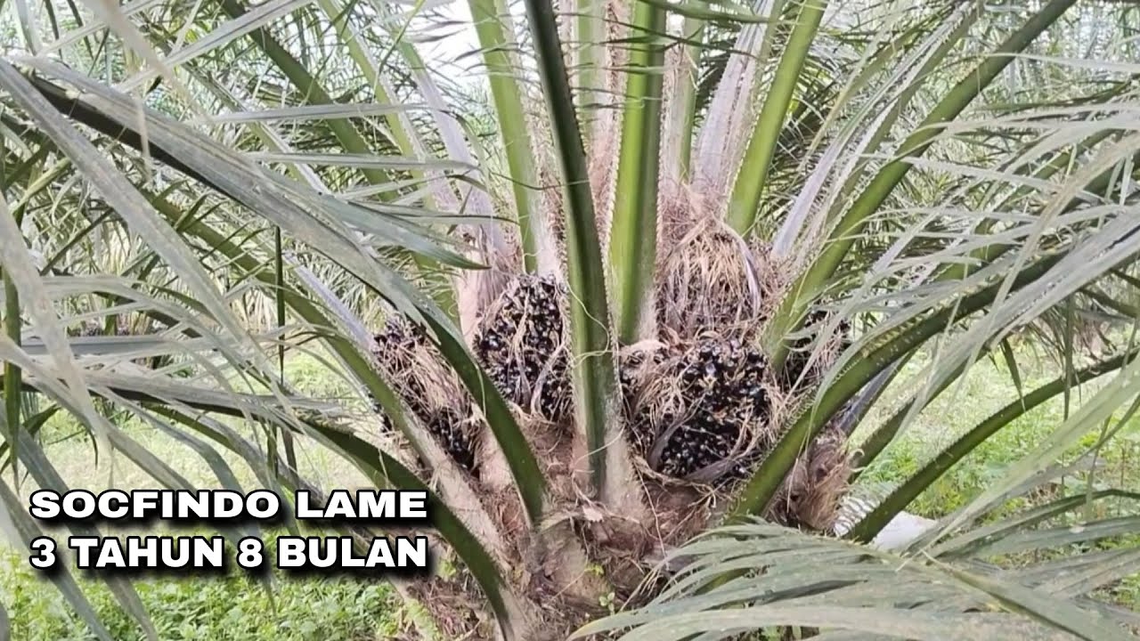 SOCFINDO LAME USIA 3 TAHUN | KEBUN SWADAYA MILIK MASYARAKAT 