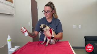 How To Clean Your Pet's Ears - Goodheart Animal Health Centers by Goodheart Animal Health Center 115 views 1 year ago 1 minute, 24 seconds