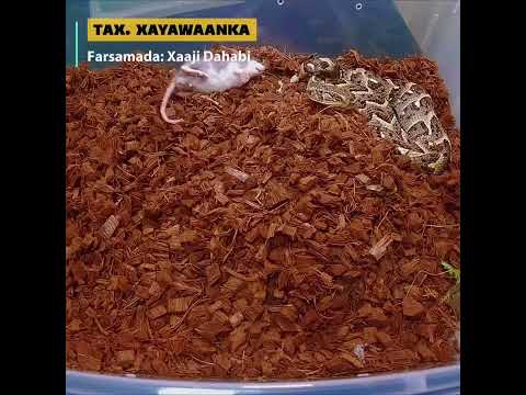 Halista Sunta Abeesada