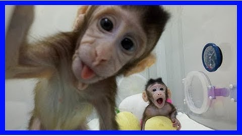 First monkeys cloned by process that made dolly the sheep