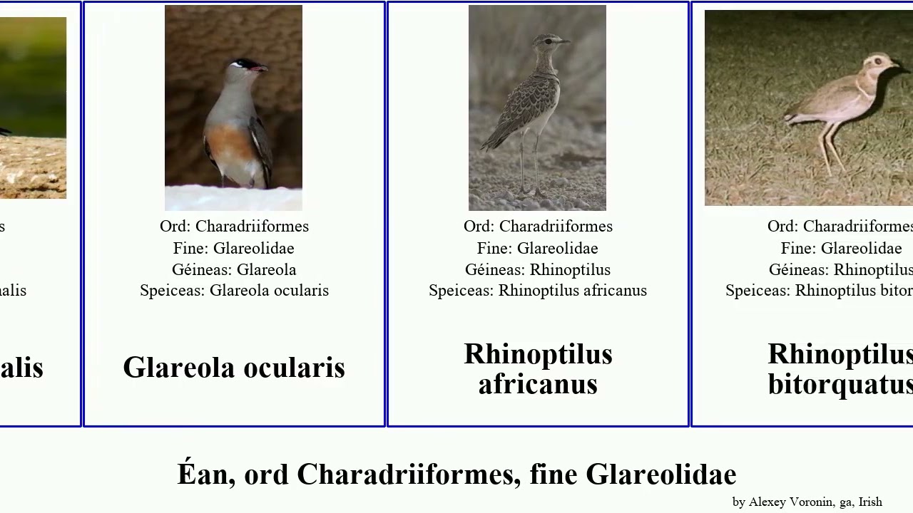 Éan, ord Charadriiformes, fine Glareolidae bird rufus cinerea africanus Rhinoptilus Glareola Other