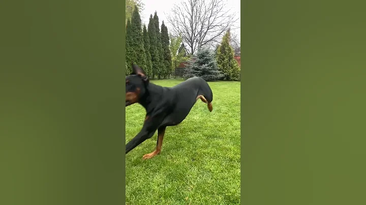 Doberman dog🖤 #short #doberman #shorts #dog