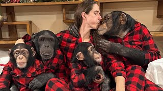 A Very Chimpanzee Christmas! by Myrtle Beach Safari 42,330 views 1 year ago 2 minutes, 49 seconds
