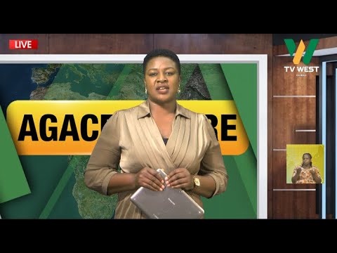 TV WEST LIVE Agacencwire 23 11 2025 Serena Nuwamanya Loyce Gavah