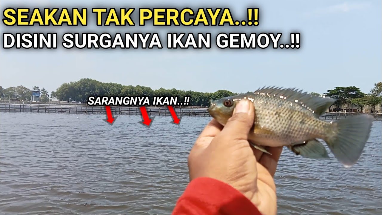 TAK PERCAYA || baru kali ini ketemu spot isinya ikan gemoy semua empang eko Kamal miami