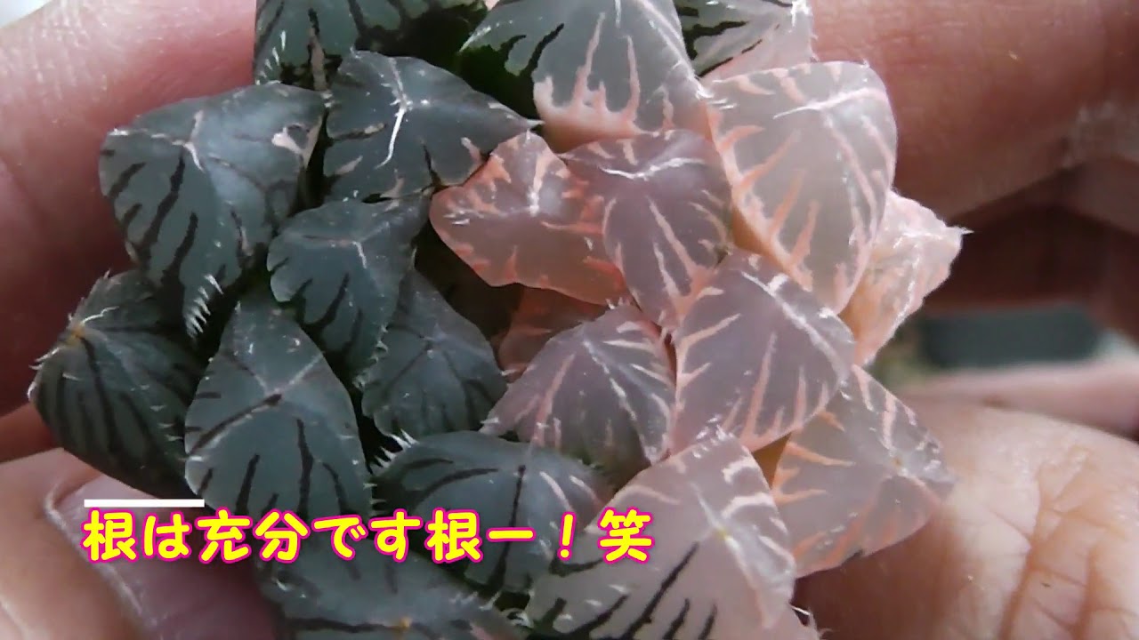 多肉植物 ハオルチアオブツーサ赤斑入り選抜苗を植替え Replant Haworthia Variegated Succulents ビザールプランツ Youtube