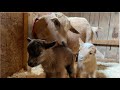 Goat Kids First Minutes of Life