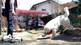 たんぽぽに桜、春のお散歩に大興奮のルンルンです　Great Pyrenees　グレートピレニーズ
