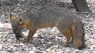 Channel island fox has a Hazelnut snack