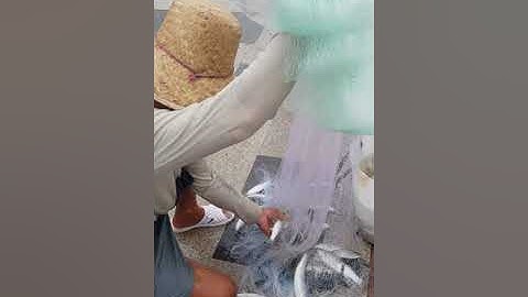 Chài cá đói vũng tàu