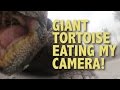 A giant tortoise ate my camera  galapagos islands  esther and jacob