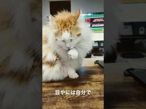 ノルウェージャンと暮らす☺️〜Living with a Norwegian Forest Cat☺️〜