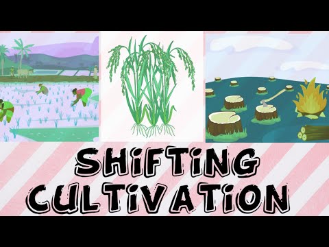 Video: Welke van de volgende is een voorbeeld van verschuivende cultivatie?