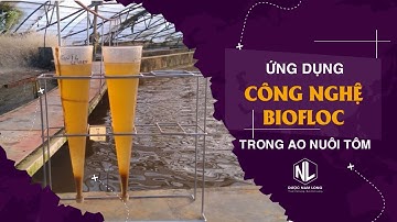 ỨNG DỤNG CÔNG NGHỆ BIOFLOC TRONG AO NUÔI TÔM