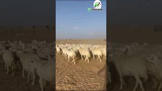 ضان حريه طيبه حرش وجروم العدد 70 بالطلي ( ( 0555553547) ) #animal #sheep #camel #youtube #yt