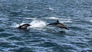 Whale Watching and Dolphin Spotting! (Ventura to Santa Rosa Island, California)