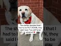 Because every shelter pet deserves a second chance. 🐾  #dogs #shelterdog #doglove #rescuedog #dogs