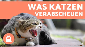 Welches Material mögen Katzen nicht?