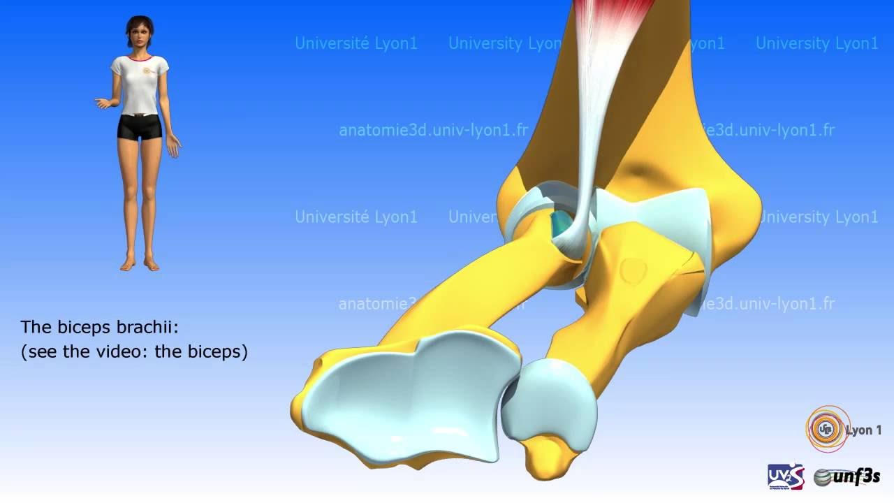 Pronation-supination. The muscles - YouTube