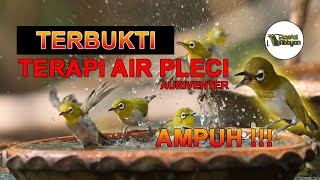 Terbukti Terapi air pleci AMPUH !!! (pleci auriventer, auri, mata puteh, Tiếng Chim Khuyên Líu Chòe)