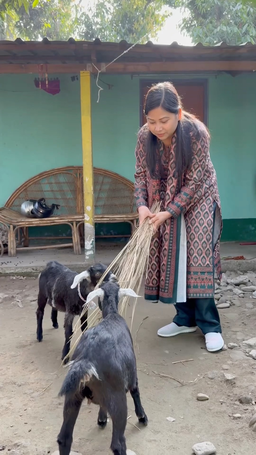 Mummy Ne Goats Ko Chara Di