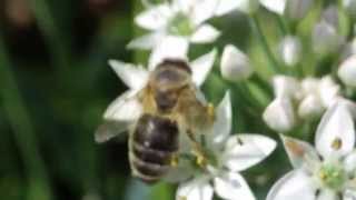 Honey Bee Pollinating Garlic Chive Flowers
