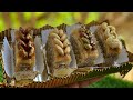 ميحلاش العيد بلا بيها ملكة الحلويات بقلاوة بدون الة توريق سهلة وسريعه ومبسطة والنتيجه مبهرة سيدتي