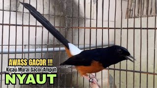 pancingan murai batu gacor AMPUH BONGKAR MATERI,, PANDAI jadikan BURUNG MURAI GACOR RAJIN BUNYI