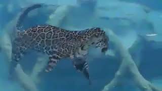 Leopard hunting fish underwater l Underwater Mukbang