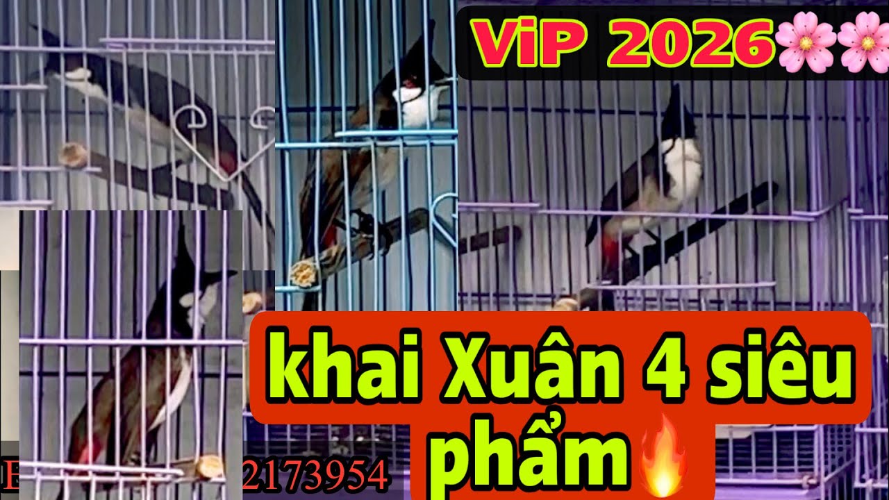 🌸❤️8-1( âm lịnh) 4 siêu phẩm Bổi vip khai Xuân🌸 ae thẩm xem có tiềm năng không nha❤️ ❤️❤️