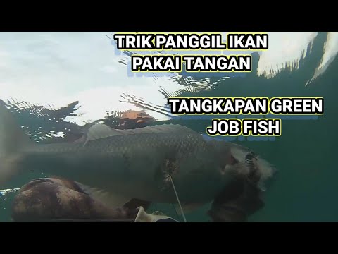 TRIK PANGGIL IKAN