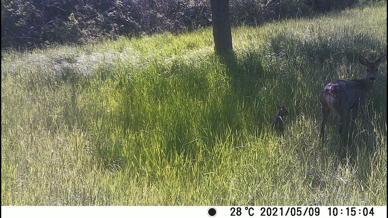 2x Rehkitz / 2x fawn recorded with wildlife observation camera