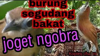 tepus pipi perak gacor ngobra