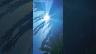 🌴☀️💙 Miren que hermoso lugar rodeado de palmeras (Pinto- Santiago del Estero)