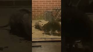 Possum and a raccoon fight over food