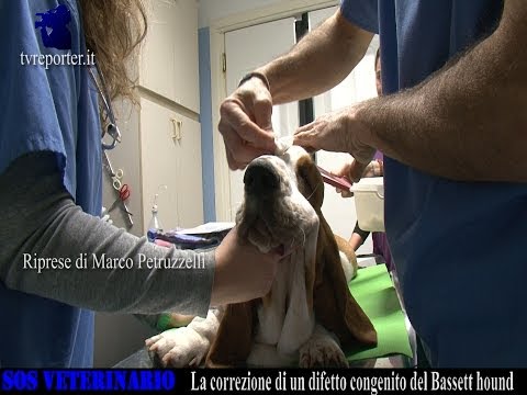 Video: Riguardo alla cura degli animali