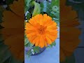 এই ফুলের নাম বলে যান #shortvideo #funnyclips #tag