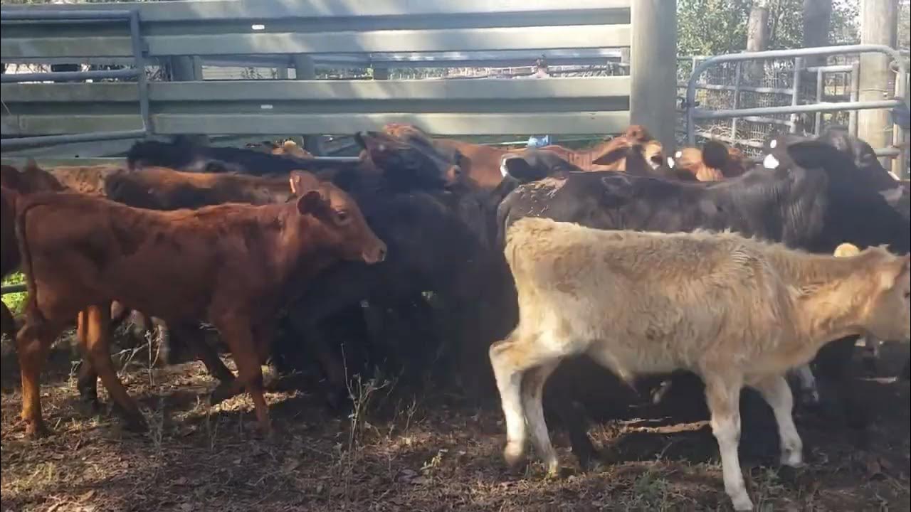 Cattle/ 34 Feeder Calves for sale.2/1/23 (306) YouTube